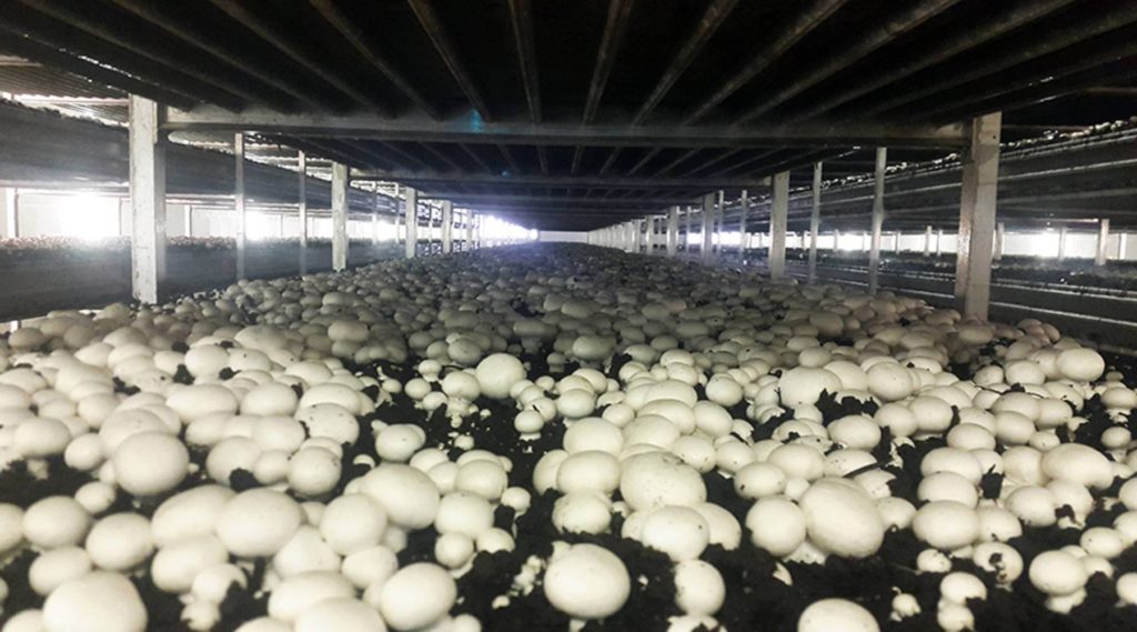 Farming of Mashroom Full Information